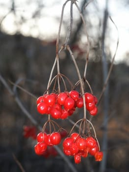 Bright red berries in the forests of northern Illinois.