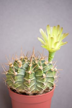 Blooming cactus on dark background (Gymnocalycium).Image with shallow depth of field.