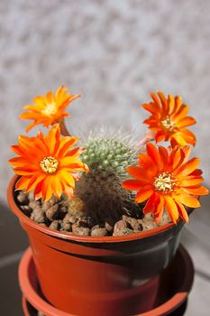 Blooming cactus on dark background (Rebutia).Image with shallow depth of field.