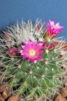 Cactus with blossoms on dark background (Mammillaria).Image with shallow depth of field.