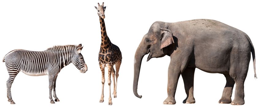 Zebra, Giraffe and Elephant Isolated on White