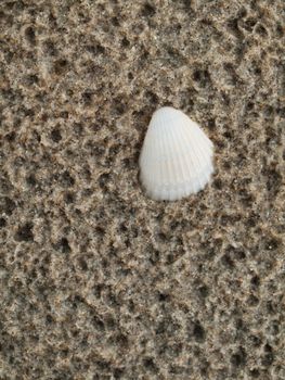 Closed up of shell buried in wet sand at the beach shore