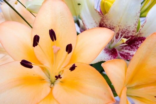 Colourful Arangement of Flowers Closeup