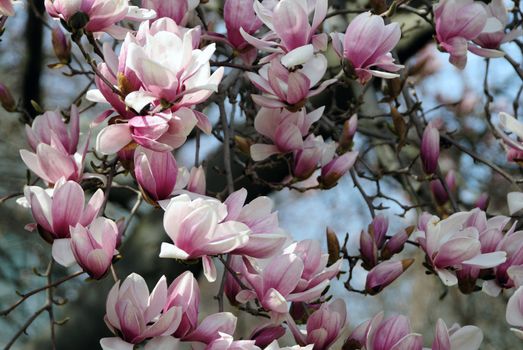 Cherry blossoms at the arrival of the spring season