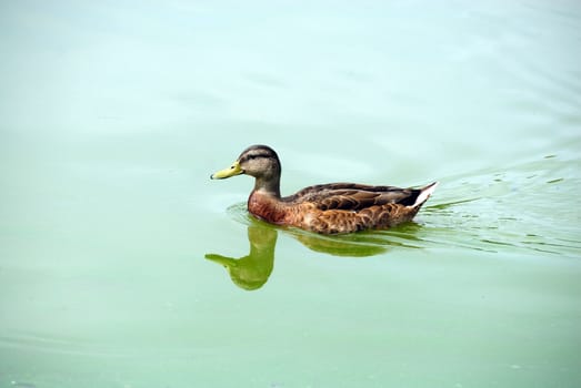 A duck swimming at a local pond during summer