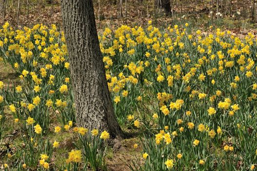 Freshly bloomed daffodils mark the arrival of spring season