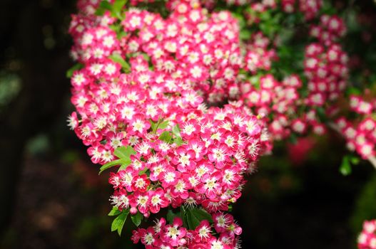 Cherry blossoms at the arrival of the spring season