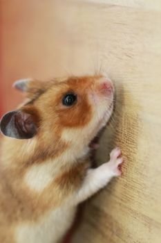 hamster