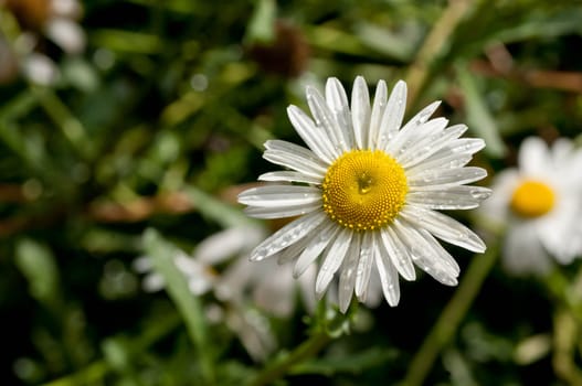 Shasta Daisies with Musk Mallows Behind