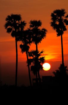 beautiful sun rising thru the palm trees