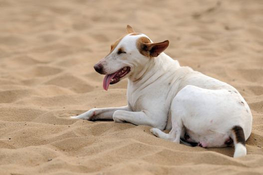 A lazy dog sitting on the beach sand