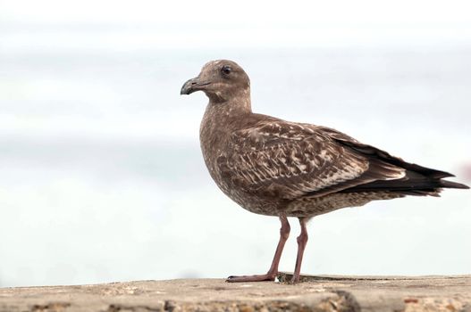 A sea gull standing cautiously at a sea shore