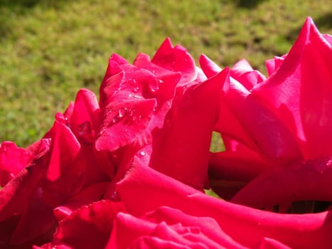 red rose petals on white on green