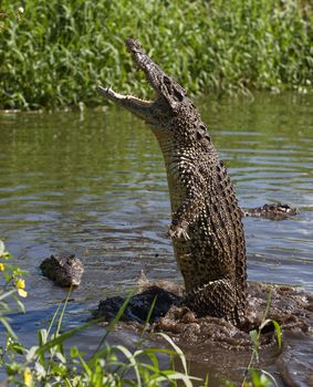 Attack crocodile. Cuban Crocodile (crocodylus rhombifer)