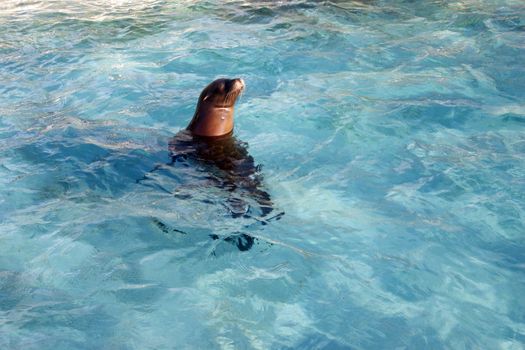 The sea lion sleeps having put out a head from water
