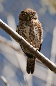 Cuban Pygmy-owl Glaucidium siju perched in tree at Zapata Peninsular. Republic of Cuba.