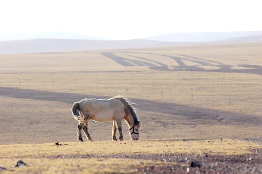 Landscape of Horse on meadow in Tibet