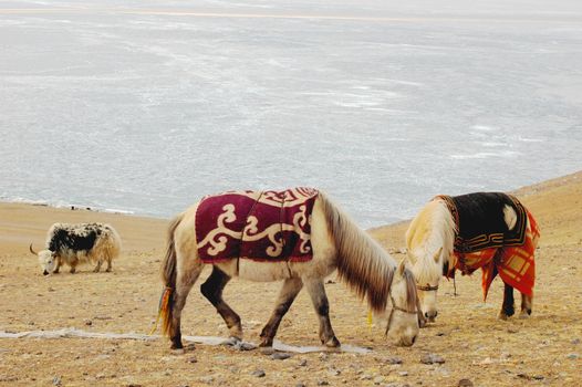 Landscape of horses and yak on meadow in Tibet