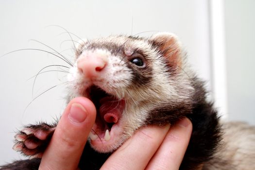 Ferret bitting  owners finger, 3 years old