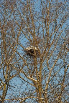 Raven's nest on high poplar