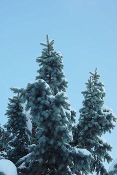 Branches of spruce covered with snow