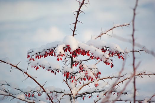 Barberries frozen on the bush covered with snow