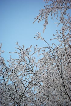 Frozen branches on blue sky background