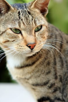 Adult tabby cat looking over the edge of a white table