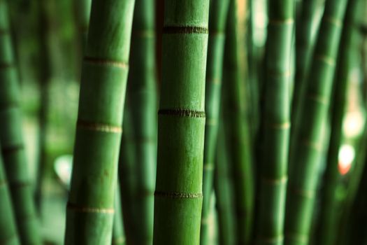 Bamboo Forest close up at day