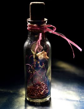 dried yellow rose in the bottle isolated on black