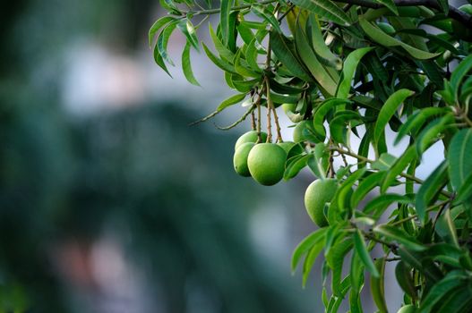 Fresh mangoes growing on trees naturally in India