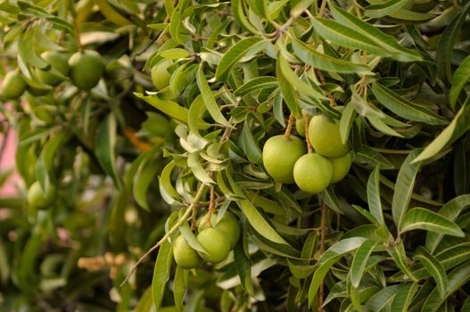 Fresh mangoes growing on trees naturally in India