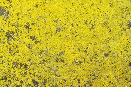 Background with bright yellow moss on asphalt