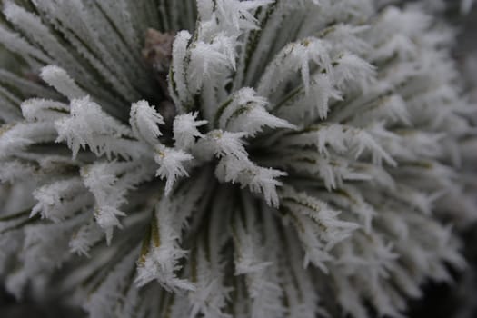 conifer needles dressed in needles of the hoar frost