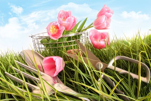 Pink tulips and garden tools in tall grass with blue sky