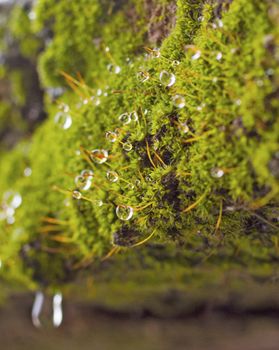 Drops and snow over some green musk