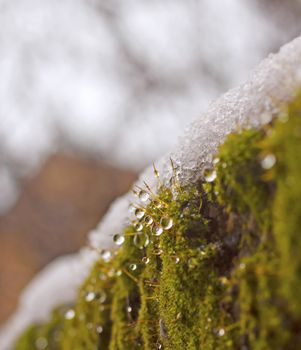 Drops and snow over some green musk