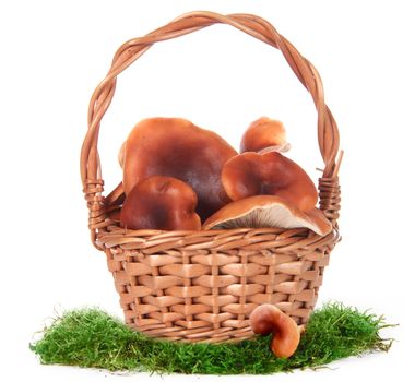 The image of a basket with the mushrooms, isolated, on a white background