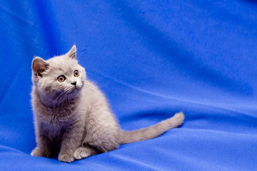 A yellow-eyed British shorthair blue kitten on blue background
