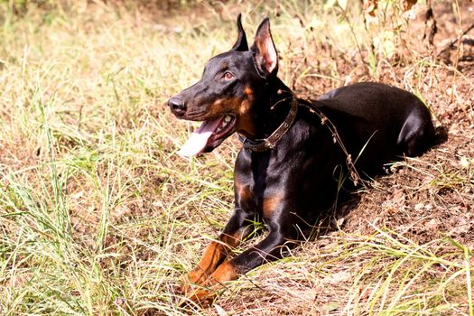 A young dobermann lying on grass 
