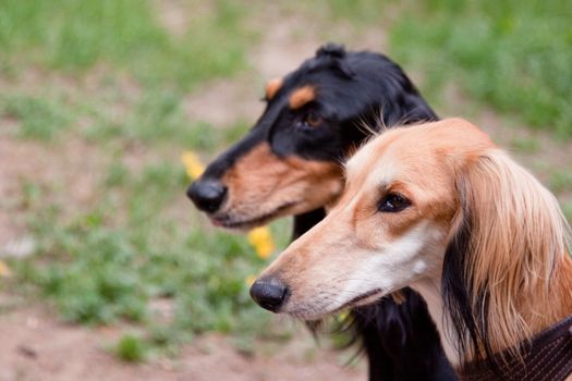 A portrait of two young salukies
