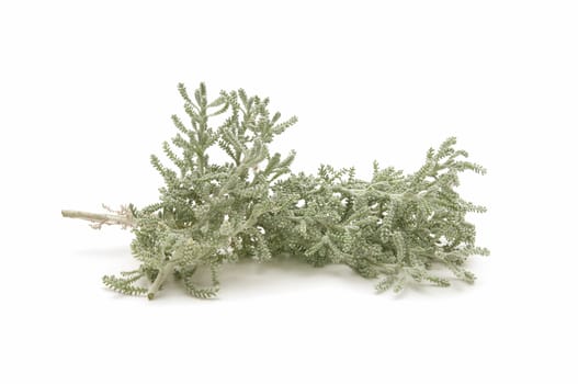 thyme herb of the field reflected on white background
