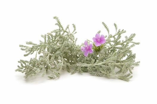 thyme herb of the field reflected on white background
