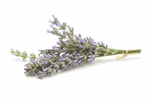 lavender herb of the field reflected on white background
