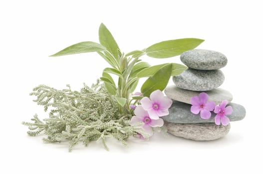 spa still life with perfumes and aromatic herbs
