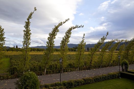 A bunch of vineyards with thin trees around them