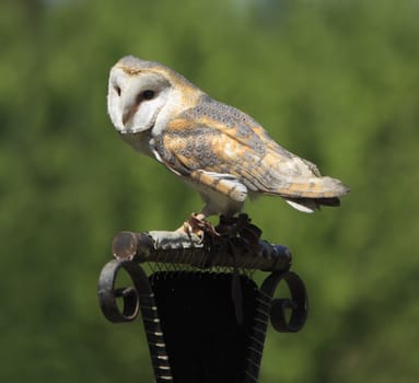 Image of an Australian Masked Owl (Tyto novaehollandiae) against a green background.