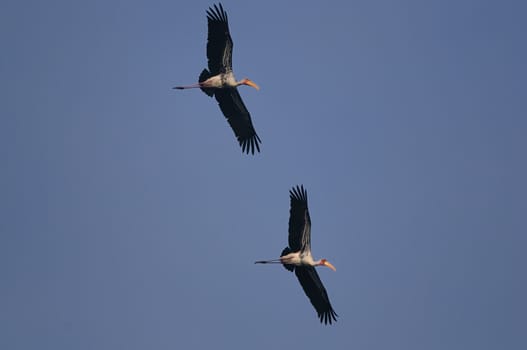 Painted Stork in his natural habitat