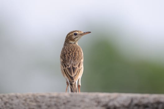A paddy field pipit resting on a stone wall