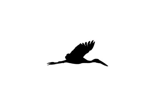 Asian open bill stork flying high silhouette image